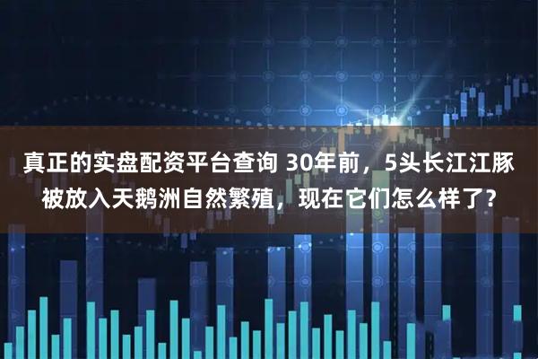 真正的实盘配资平台查询 30年前，5头长江江豚被放入天鹅洲自然繁殖，现在它们怎么样了？