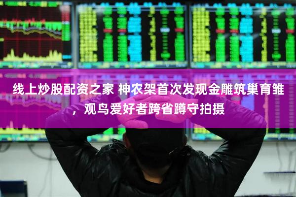 线上炒股配资之家 神农架首次发现金雕筑巢育雏，观鸟爱好者跨省蹲守拍摄