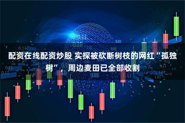配资在线配资炒股 实探被砍断树枝的网红“孤独树”，周边麦田已全部收割